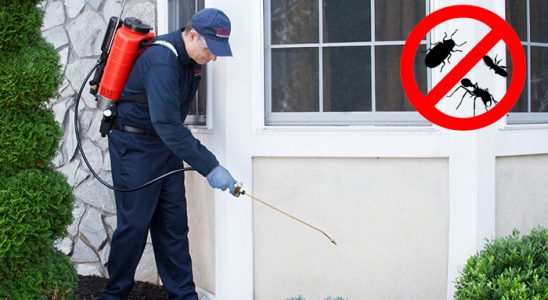 Ardeşen Kene İlaçlama böcek ilaçlama ve haşere kontrolü — ilaclama-tr.com